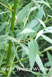 Attēlu rezultāti vaicājumam “Salix daphnoides subsp. acutifolia”