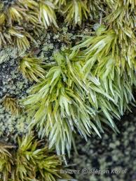 Attēlu rezultāti vaicājumam “Leucobryum juniperoideum”
