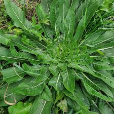 Image result for Oenothera biennis