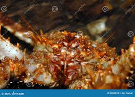 Image result for Lithodes maja
