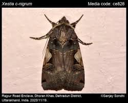 Attēlu rezultāti vaicājumam “Xestia c-nigrum”