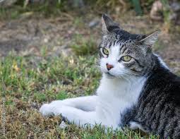 Attēlu rezultāti vaicājumam “Felis silvestris catus”