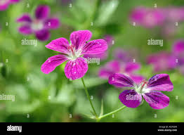 Attēlu rezultāti vaicājumam “Geranium palustre flower”