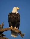 Eagles