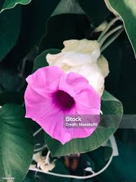 Image result for Ipomoea Lavender
