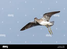 Attēlu rezultāti vaicājumam “Tringa glareola”