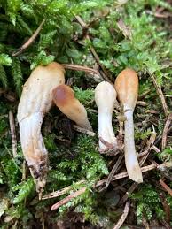 Attēlu rezultāti vaicājumam “Podostroma leucopus”