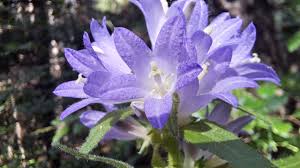 Attēlu rezultāti vaicājumam “Campanula cervicaria flower”
