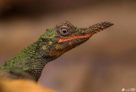 Attēlu rezultāti vaicājumam “Stemonitopsis typhina stalked”