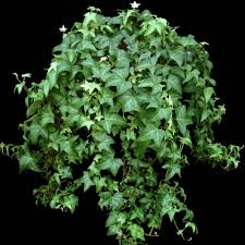 Attēlu rezultāti vaicājumam “Hedera helix  leaf”