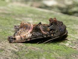 Attēlu rezultāti vaicājumam “Euplexia lucipara”