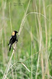 Image result for Dolichonyx oryzivorus