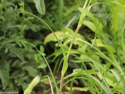 Attēlu rezultāti vaicājumam “Tragopogon pratensis subsp. pratensis bud”