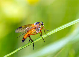 Attēlu rezultāti vaicājumam “Rhagionidae”