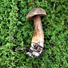 Attēlu rezultāti vaicājumam “Porphyrellus porphyrosporus”