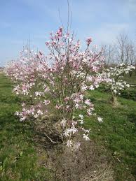 Attēlu rezultāti vaicājumam “Magnolia x loebneri”