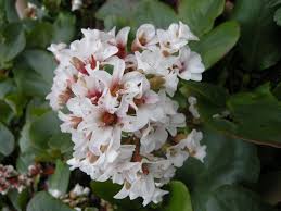 Attēlu rezultāti vaicājumam “Bergenia crassifolia flower”