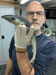 Image result for Prionace glauca