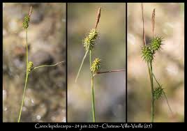 Attēlu rezultāti vaicājumam “Carex lepidocarpa”