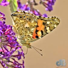 Attēlu rezultāti vaicājumam “Vanessa cardui underside”