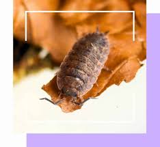 Attēlu rezultāti vaicājumam “Porcellio scaber”