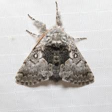 Attēlu rezultāti vaicājumam “Paracorymbia maculicornis imago”