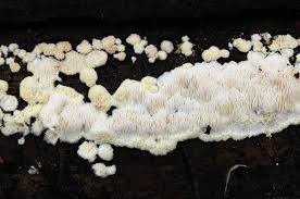 Attēlu rezultāti vaicājumam “Postia rennyi”