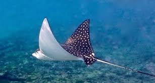 Image result for Myliobatis aquila