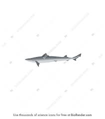 Image result for Mustelus antarcticus