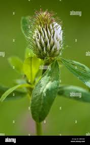 Attēlu rezultāti vaicājumam “Trifolium medium flower”