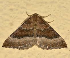 Attēlu rezultāti vaicājumam “Larentia clavaria”