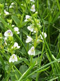 Attēlu rezultāti vaicājumam “Veronica serpyllifolia flower”