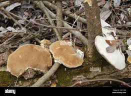 Attēlu rezultāti vaicājumam “Trametes suaveolens”