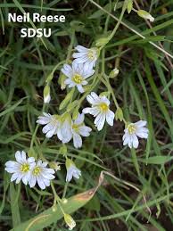 Attēlu rezultāti vaicājumam “Cerastium arvense flower”