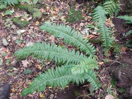 Attēlu rezultāti vaicājumam “Polystichum aculeatum”