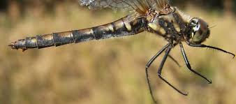 Attēlu rezultāti vaicājumam “Sympetrum danae”