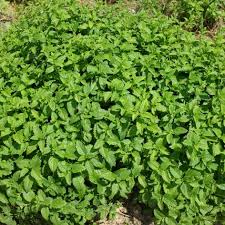 Image result for Melisse