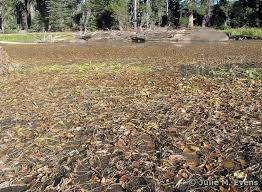 Attēlu rezultāti vaicājumam “Stuckenia filiformis bud”