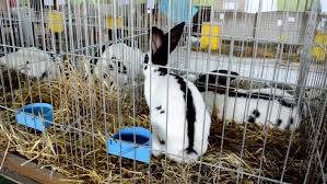 Image result for white rabbit skin texture
