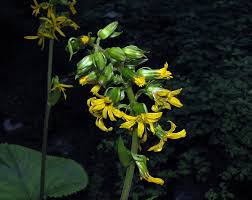 Attēlu rezultāti vaicājumam “Ligularia sibirica leaf”