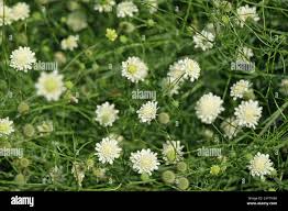 Attēlu rezultāti vaicājumam “Scabiosa ochroleuca”
