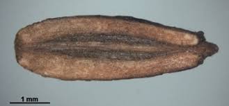 Attēlu rezultāti vaicājumam “Oenanthe aquatica fruit”