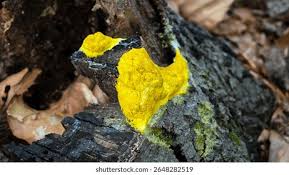 Attēlu rezultāti vaicājumam “Fuligo luteonitens macro”