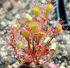 Attēlu rezultāti vaicājumam “Drosera x obovata leaf”