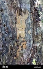 Attēlu rezultāti vaicājumam “Phellinus laevigatus”