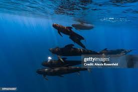 Image result for Globicephala melas