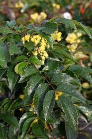 Attēlu rezultāti vaicājumam “Mahonia aquifolium”