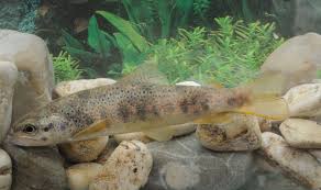 Image result for Salmo macrostigma