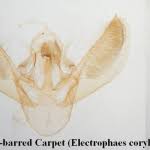 Attēlu rezultāti vaicājumam “Electrophaes corylata”