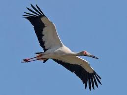 Attēlu rezultāti vaicājumam “Ciconia ciconia adult”